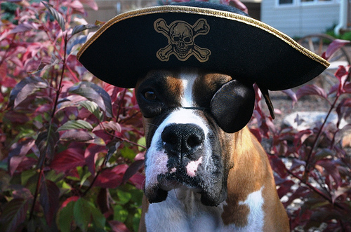 Tips for Taking Halloween Photos of Kids and Pets | Pirate dog