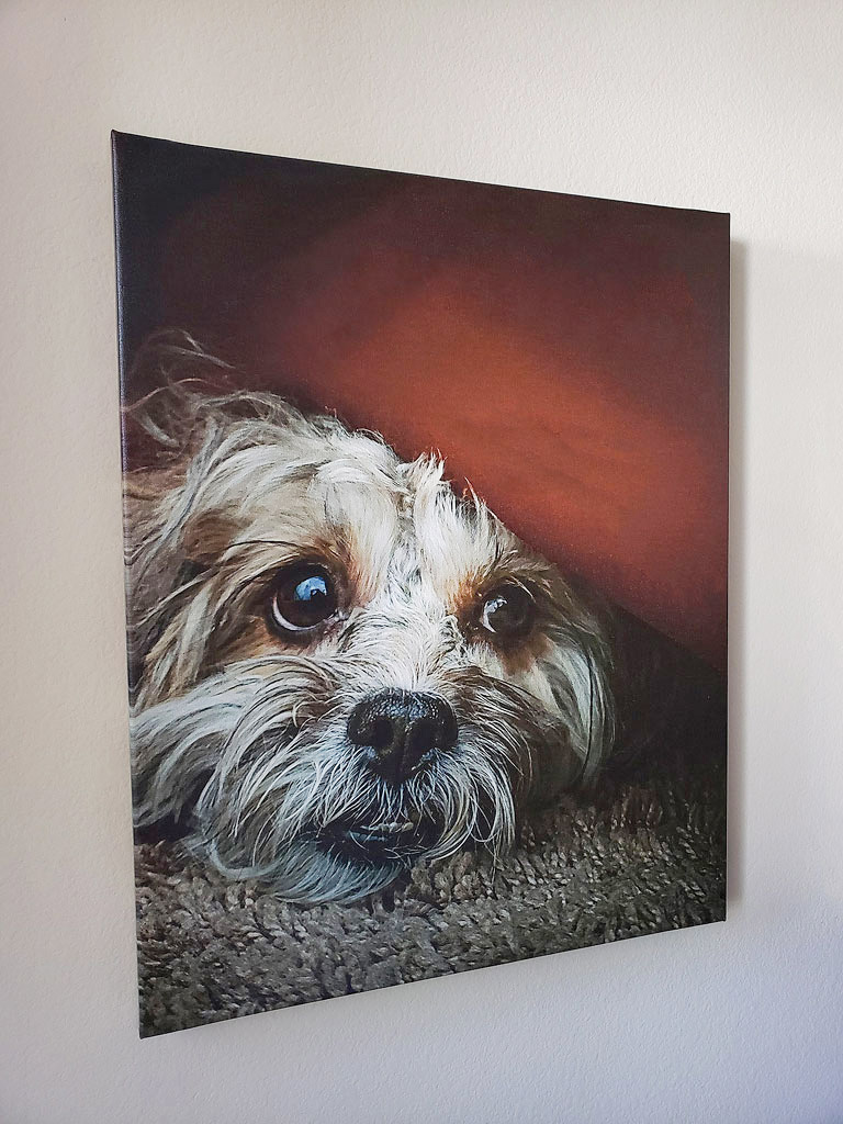making a canvas print of your dog or cat pet portrait is a great way to celebrate their friendship
