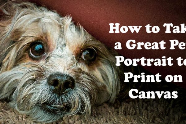 How to Take a Great Pet Portrait To Print on Canvas