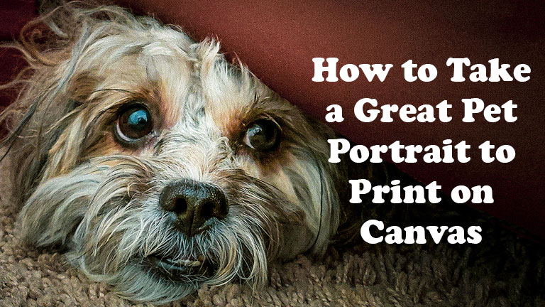 How to Take a Great Pet Portrait To Print on Canvas