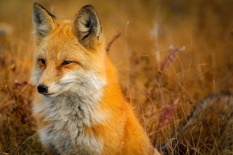 When photographing wildlife a tripod is a very helpful