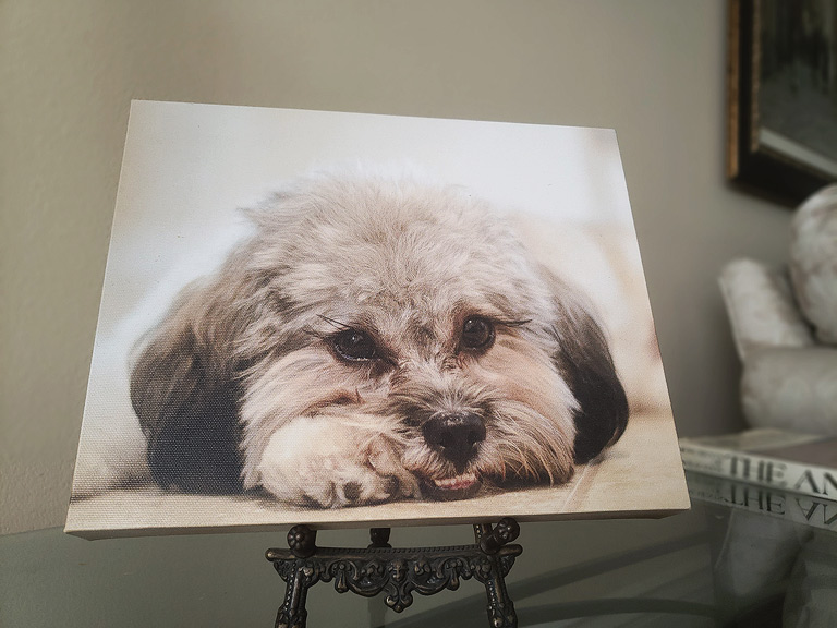 Canvas print dog portrait