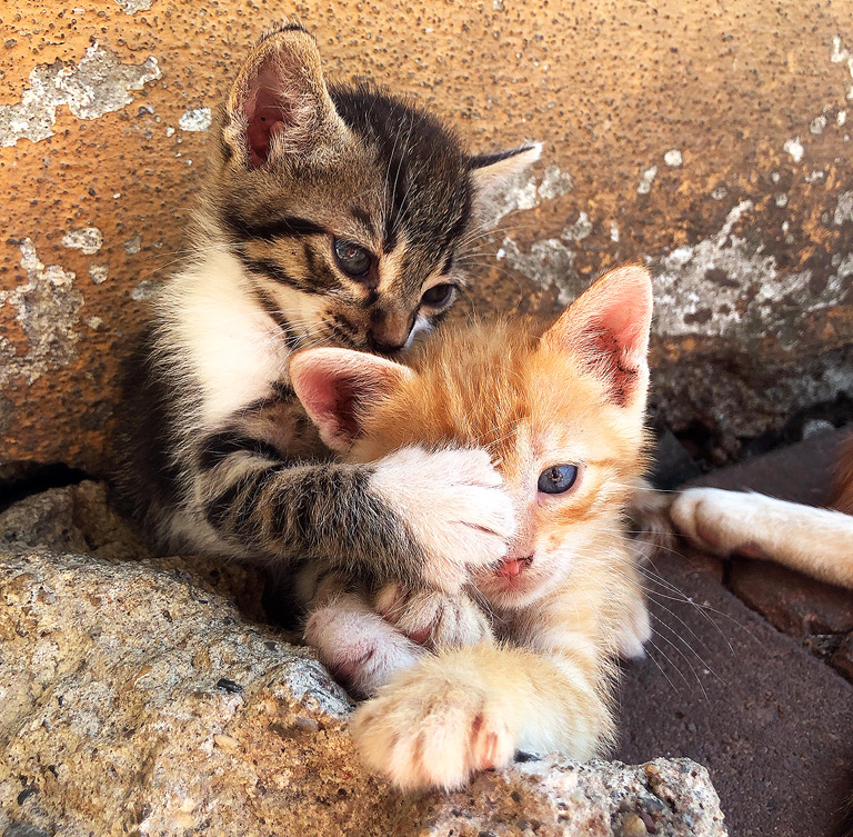 portrait of kittens playing