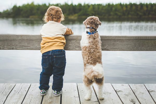 5 Fun Pet Photography Tips for Creative Dog and Cat Portraits