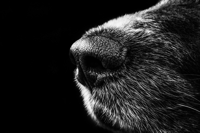 another great pet photography tip is to try a macro portrait of your dog or cat